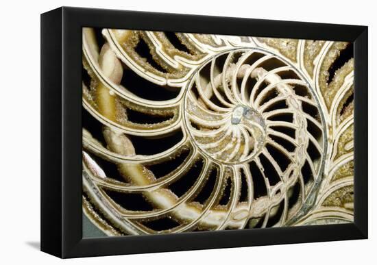 Fossilized Nautilus Shell, Nautilus Striatus-Sinclair Stammers-Framed Premier Image Canvas