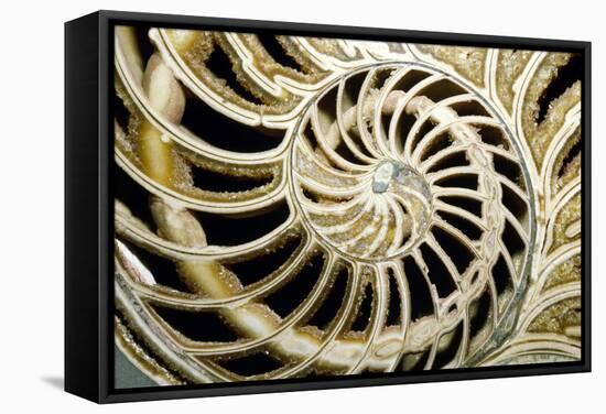 Fossilized Nautilus Shell, Nautilus Striatus-Sinclair Stammers-Framed Premier Image Canvas