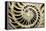 Fossilized Nautilus Shell, Nautilus Striatus-Sinclair Stammers-Framed Premier Image Canvas