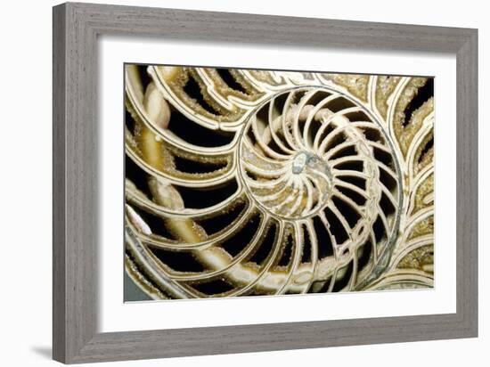 Fossilized Nautilus Shell, Nautilus Striatus-Sinclair Stammers-Framed Photographic Print