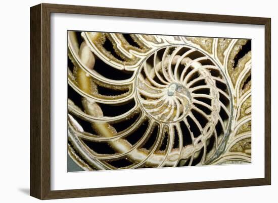 Fossilized Nautilus Shell, Nautilus Striatus-Sinclair Stammers-Framed Photographic Print