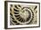 Fossilized Nautilus Shell, Nautilus Striatus-Sinclair Stammers-Framed Photographic Print