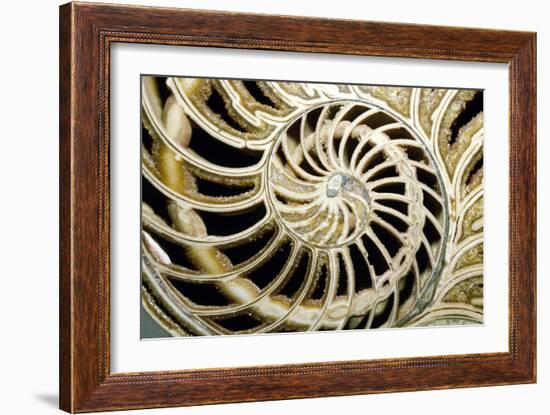 Fossilized Nautilus Shell, Nautilus Striatus-Sinclair Stammers-Framed Photographic Print