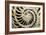 Fossilized Nautilus Shell, Nautilus Striatus-Sinclair Stammers-Framed Photographic Print