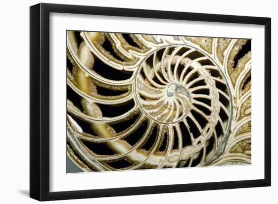 Fossilized Nautilus Shell, Nautilus Striatus-Sinclair Stammers-Framed Photographic Print