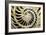 Fossilized Nautilus Shell, Nautilus Striatus-Sinclair Stammers-Framed Photographic Print