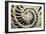 Fossilized Nautilus Shell, Nautilus Striatus-Sinclair Stammers-Framed Photographic Print