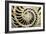 Fossilized Nautilus Shell, Nautilus Striatus-Sinclair Stammers-Framed Photographic Print