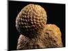 Fossilized Pine Cone-Layne Kennedy-Mounted Photographic Print