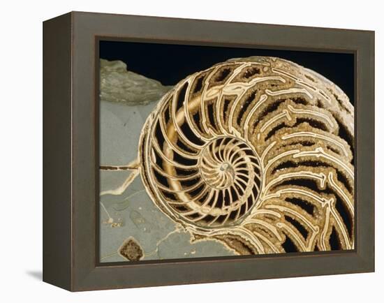 Fossilized Shell of Nautilus Striatus-Sinclair Stammers-Framed Premier Image Canvas