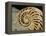 Fossilized Shell of Nautilus Striatus-Sinclair Stammers-Framed Premier Image Canvas