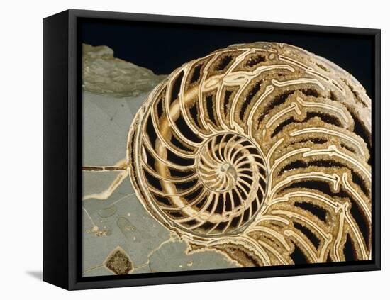 Fossilized Shell of Nautilus Striatus-Sinclair Stammers-Framed Premier Image Canvas