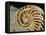 Fossilized Shell of Nautilus Striatus-Sinclair Stammers-Framed Premier Image Canvas