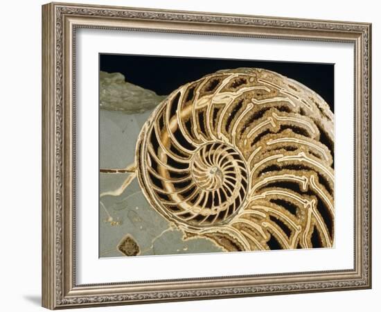 Fossilized Shell of Nautilus Striatus-Sinclair Stammers-Framed Photographic Print