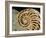 Fossilized Shell of Nautilus Striatus-Sinclair Stammers-Framed Photographic Print