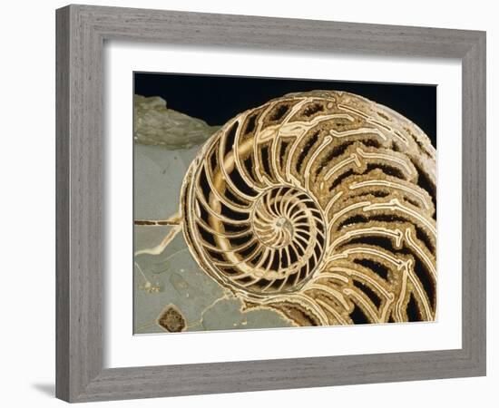 Fossilized Shell of Nautilus Striatus-Sinclair Stammers-Framed Photographic Print