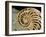 Fossilized Shell of Nautilus Striatus-Sinclair Stammers-Framed Photographic Print