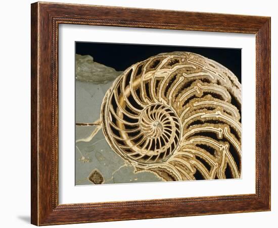 Fossilized Shell of Nautilus Striatus-Sinclair Stammers-Framed Photographic Print