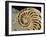 Fossilized Shell of Nautilus Striatus-Sinclair Stammers-Framed Photographic Print