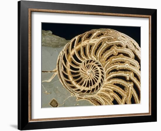 Fossilized Shell of Nautilus Striatus-Sinclair Stammers-Framed Photographic Print