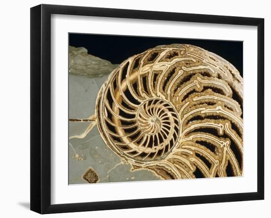 Fossilized Shell of Nautilus Striatus-Sinclair Stammers-Framed Photographic Print