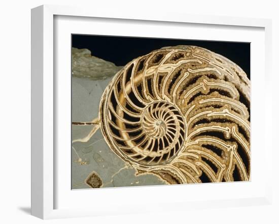 Fossilized Shell of Nautilus Striatus-Sinclair Stammers-Framed Photographic Print