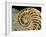 Fossilized Shell of Nautilus Striatus-Sinclair Stammers-Framed Photographic Print