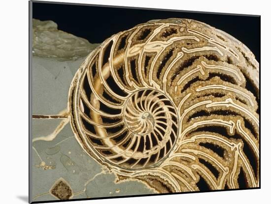 Fossilized Shell of Nautilus Striatus-Sinclair Stammers-Mounted Photographic Print
