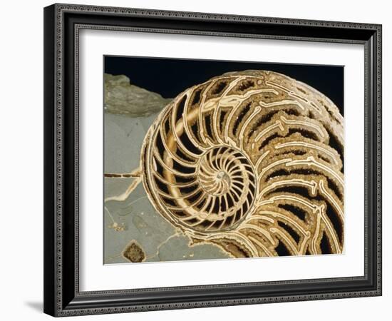 Fossilized Shell of Nautilus Striatus-Sinclair Stammers-Framed Photographic Print