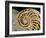 Fossilized Shell of Nautilus Striatus-Sinclair Stammers-Framed Photographic Print