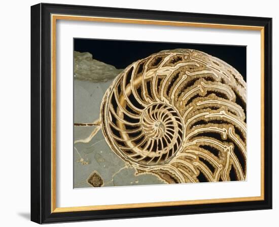 Fossilized Shell of Nautilus Striatus-Sinclair Stammers-Framed Photographic Print