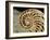 Fossilized Shell of Nautilus Striatus-Sinclair Stammers-Framed Photographic Print