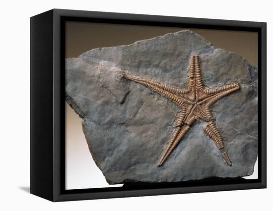 Fossilized Starfish-Layne Kennedy-Framed Premier Image Canvas