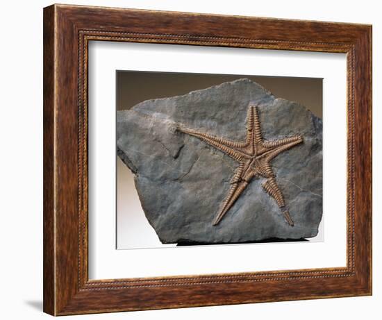 Fossilized Starfish-Layne Kennedy-Framed Photographic Print