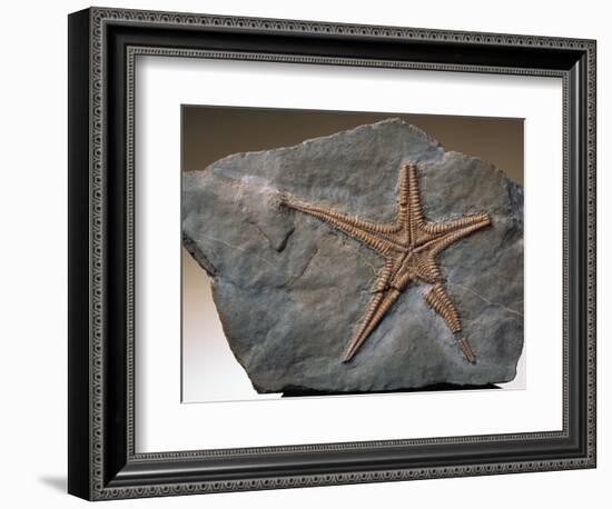 Fossilized Starfish-Layne Kennedy-Framed Photographic Print