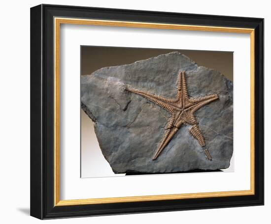 Fossilized Starfish-Layne Kennedy-Framed Photographic Print