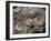 Fossils, Ammonites-Tony Waltham-Framed Photographic Print