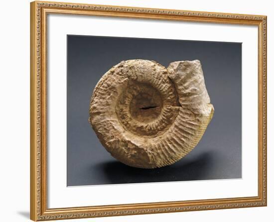 Fossils Amonite from Mount Loffa, Veneto Region, Italy-null-Framed Giclee Print