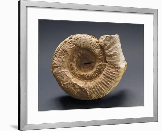 Fossils Amonite from Mount Loffa, Veneto Region, Italy-null-Framed Giclee Print