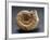 Fossils Amonite from Mount Loffa, Veneto Region, Italy-null-Framed Giclee Print