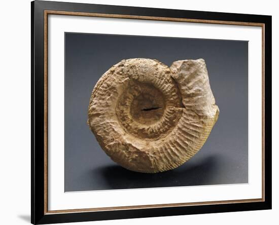 Fossils Amonite from Mount Loffa, Veneto Region, Italy-null-Framed Giclee Print