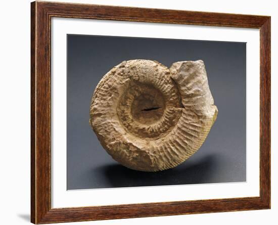 Fossils Amonite from Mount Loffa, Veneto Region, Italy-null-Framed Giclee Print