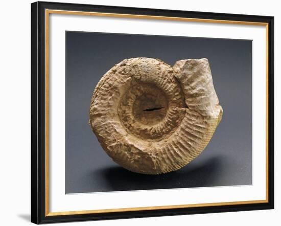 Fossils Amonite from Mount Loffa, Veneto Region, Italy-null-Framed Giclee Print