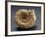 Fossils Amonite from Mount Loffa, Veneto Region, Italy-null-Framed Giclee Print