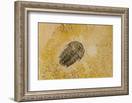 Fossils at Dinosaur Discovery, Johnson Farm, St. George, Utah-Michael DeFreitas-Framed Photographic Print