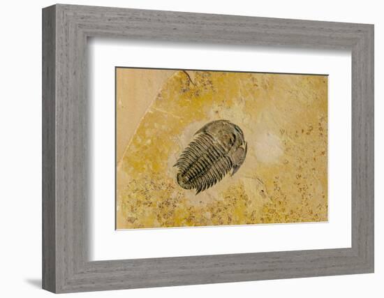 Fossils at Dinosaur Discovery, Johnson Farm, St. George, Utah-Michael DeFreitas-Framed Photographic Print