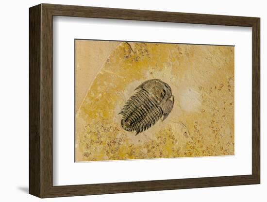 Fossils at Dinosaur Discovery, Johnson Farm, St. George, Utah-Michael DeFreitas-Framed Photographic Print