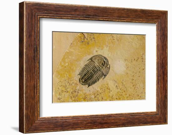 Fossils at Dinosaur Discovery, Johnson Farm, St. George, Utah-Michael DeFreitas-Framed Photographic Print