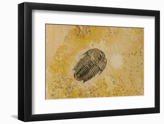 Fossils at Dinosaur Discovery, Johnson Farm, St. George, Utah-Michael DeFreitas-Framed Photographic Print