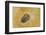 Fossils at Dinosaur Discovery, Johnson Farm, St. George, Utah-Michael DeFreitas-Framed Photographic Print